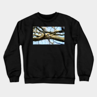 Curious Black-capped Chickadee Perched On a Tree Branch Crewneck Sweatshirt